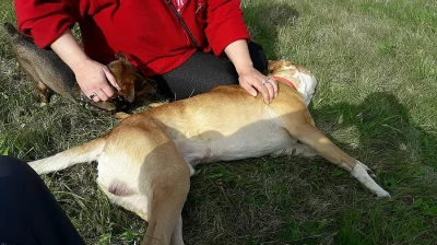 Daruji křížence Americký Pitbull teriér s Stafordšírský bult